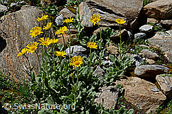 C172238: Grossköpfige Gämswurz (Doronicum grandiflorum)