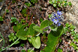 C172293: Alpen-Ehrenpreis (Veronica alpina)