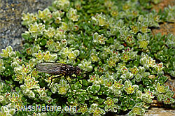 Zaphne ambigua (Blumenfliege) auf Alpen-Bruchkraut (Herniaria alpina) (C172785) Zaphne ambigua (Blumenfliege) auf Alpen-Bruchkraut (Herniaria alpina) (C172785)