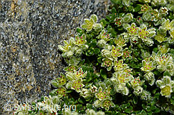 Alpen-Bruchkraut (Herniaria alpina) (08.2020, C172787)