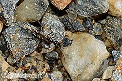 Schwarze Schlupfwespe (Pimpla rufipes) (08.2020, C172846)