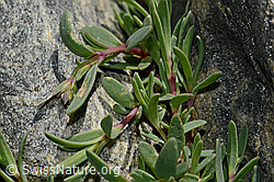 Foto: Kriechendes Gipskraut (Gypsophila repens)