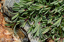 Foto: Kriechendes Gipskraut (Gypsophila repens)