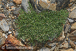 Foto: Kriechendes Gipskraut (Gypsophila repens)