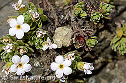 C173125: Alpen-Mannsschild (Androsace alpina)