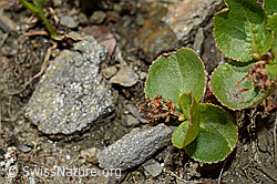 C173138: Kraut-Weide (Salix herbacea)