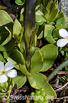 Foto: Kurzblättriger Enzian (Gentiana brachyphylla)