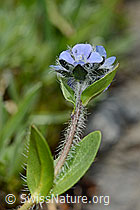 Foto: Alpen-Ehrenpreis (Veronica alpina)
