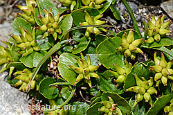 C173161: Kraut-Weide (Salix herbacea)