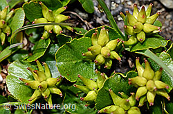 C173162: Kraut-Weide (Salix herbacea)