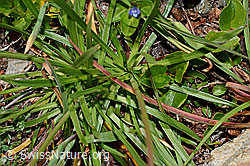 C173172: Alpen-Pechnelke (Silene suecica)
