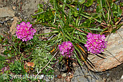 C173173: Alpen-Pechnelke (Silene suecica)