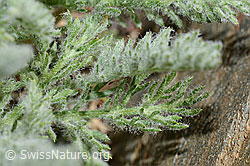 Foto: Zwerg-Schafgarbe (Achillea nana)
