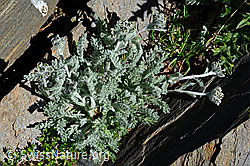 Foto: Zwerg-Schafgarbe (Achillea nana)