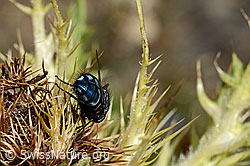 Calliphora vicina (Schmeissfliege) auf Alpen-Kratzdistel (Cirsium spinosissimum) (C173181) Calliphora vicina (Schmeissfliege) auf Alpen-Kratzdistel (Cirsium spinosissimum) (C173181)