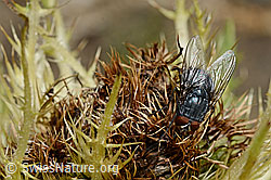 Calliphora vicina (Schmeissfliege) auf Alpen-Kratzdistel (Cirsium spinosissimum) (C173184) Calliphora vicina (Schmeissfliege) auf Alpen-Kratzdistel (Cirsium spinosissimum) (C173184)