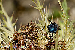 Calliphora vicina (Schmeissfliege) auf Alpen-Kratzdistel (Cirsium spinosissimum) (C173187) Calliphora vicina (Schmeissfliege) auf Alpen-Kratzdistel (Cirsium spinosissimum) (C173187)