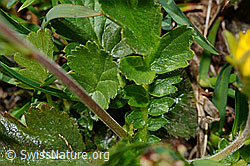 C173220: Gemeine Berg-Nelkenwurz (Geum montanum)
