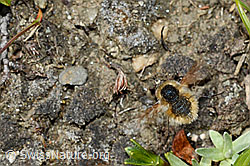 C173239: Bombylius semifuscus (Wollschweber)