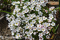 C173291: Alpen-Mannsschild (Androsace alpina)