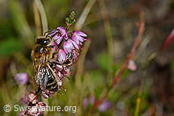 Foto: Honigbiene (Apis mellifera) an Besenheide (Calluna vulgaris)