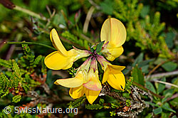 Gewöhnlicher Hornklee (Lotus corniculatus) (C176097) Gewöhnlicher Hornklee (Lotus corniculatus) (C176097)