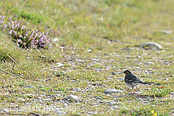 C176147: Junge Bachstelze (Motacilla alba)