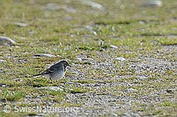 C176152: Junge Bachstelze (Motacilla alba)