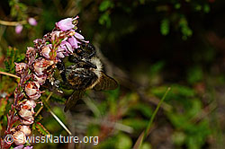 Foto: Ackerhummel (Bombus pascuorum) an Besenheide (Calluna vulgaris)