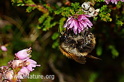 Foto: Ackerhummel (Bombus pascuorum) an Besenheide (Calluna vulgaris)