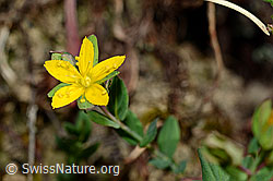 Geflecktes Johanniskraut (Hypericum maculatum) (C176179) Geflecktes Johanniskraut (Hypericum maculatum) (C176179)