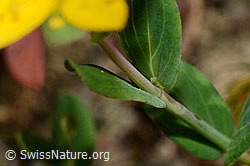 Geflecktes Johanniskraut (Hypericum maculatum) (C176180) Geflecktes Johanniskraut (Hypericum maculatum) (C176180)