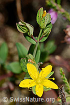 Geflecktes Johanniskraut (Hypericum maculatum) (C176181) Geflecktes Johanniskraut (Hypericum maculatum) (C176181)