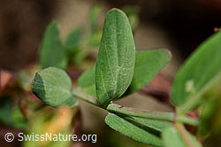 Geflecktes Johanniskraut (Hypericum maculatum) (C176183) Geflecktes Johanniskraut (Hypericum maculatum) (C176183)