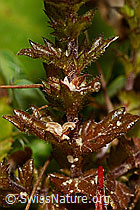 C176228: Gebräuchlicher Augentrost (Euphrasia rostkoviana)