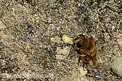Mistbiene (Eristalis tenax) (C176281) Mistbiene (Eristalis tenax) (C176281)