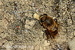 Mistbiene (Eristalis tenax) (C176282) Mistbiene (Eristalis tenax) (C176282)