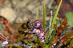C176288: Honigbiene (Apis mellifera) an Besenheide (Calluna vulgaris)