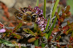 C176289: Honigbiene (Apis mellifera) an Besenheide (Calluna vulgaris)