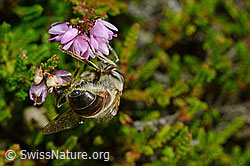 Mistbiene (Eristalis tenax) an Besenheide (Calluna vulgaris) (C176304) Mistbiene (Eristalis tenax) an Besenheide (Calluna vulgaris) (C176304)