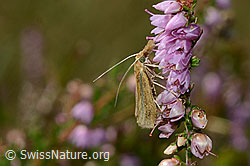 Foto: Agriphila tristella an Besenheide (Calluna vulgaris)
