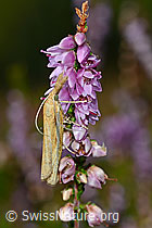 Foto: Agriphila tristella an Besenheide (Calluna vulgaris)