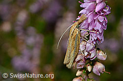 Foto: Agriphila tristella an Besenheide (Calluna vulgaris)