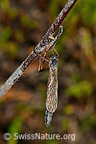 Foto: Wald-Schlankfliege (Leptogaster guttiventris)
