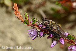 Foto: Graugelbe Polsterfliege (Pollenia rudis) auf Besenheide (Calluna vulgaris)