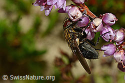 Foto: Graugelbe Polsterfliege (Pollenia rudis) an Besenheide (Calluna vulgaris)