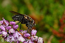 Foto: Graugelbe Polsterfliege (Pollenia rudis) auf Besenheide (Calluna vulgaris)