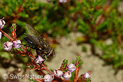 Foto: Graugelbe Polsterfliege (Pollenia rudis) auf Besenheide (Calluna vulgaris)