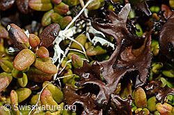 Foto: Isländisch Moos (Cetraria islandica) auf Alpenazalee (Loiseleuria procumbens)