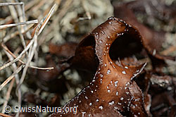 Foto: Isländisch Moos (Cetraria islandica)